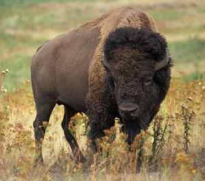 The Arikara Creation Story starts from the beginning of the universe then continues through to the migration of the Arikara people from South America to present day North Dakota. The Arikara followed the voice of Mother Corn, which is the female aspect of the Creator, who directed them to go on a journey. When the Arikara came onto the plains they met the first buffalo. The Arikara have a story that specifically tells how the Arikara changed the buffalo and how the buffalo changed the Arikara. The story advises the Arikara how to use the Buffalo to sustain them on the plains physically and spiritually. When the Arikara butcher a buffalo these stories are retold to remind the people of this sacred relationship. The stories direct the people on how to butcher and what parts are never to be eaten and how to pray with the buffalo. The buffalo sustained the Arikara for the thousands of years while they lived on the plains before European contact. According to US Fish and Wildlife Service there was an estimate of 30,000 to 60,000 bison before European contact and by 1890 there were less than 1,000 buffalo. The Arikara have a high rate of illnesses for example diabetes and heart disease, which are directly related to the foods that are eaten today. The Medicine Lodge Confederacy Buffalo Project will reinstitute the teachings of the buffalo in order to bring back the physical and spiritual health to not only the Arikara but the land, ecosystem, animal life and the entire human family. The buffalo are uniquely adapted to the plains environment and are naturally able to shelter through the harsh North Dakota winters as well as to calve without assistance from ranchers. The buffalo eat different grasses at different times which enhances the root system and helps to restore the ecosystem. This plant rotation actually promotes biodiversity of both plants and animals. The buffalo require less water then domestic cattle and they have less fat which gives them nutrient dense lean protein which is much healthier then cattle. This scientific information verifies what the Airkara have always known that there is a symbiotic relationship between the buffalo, people and the ecosystem. The United States passed the National Bison Legacy Act May 9, 2016 which adopted the Bison as the National mammal of the United States. The Bison and Native American tribes are intrinsically connected. The bison were slaughtered in the 1860’s intentionally depriving Native Americans of their major food source. However Native American’s never forgot the buffalo and have passed down the stories to ensure that respect is given to them. There are many people and organizations who came together to bring back the buffalo and bring awareness to the benefits that they have to the ecosystem. The buffalo is represented in the stars and can bring great spiritual guidance to the human family. When the human family takes care of the buffalo, they will help to restore health to the world.