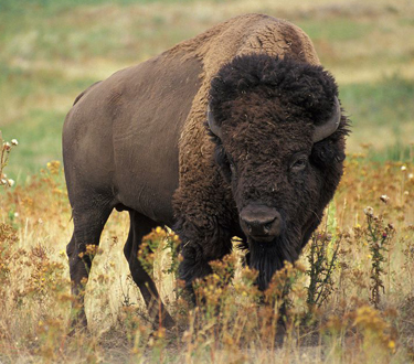 The Arikara Creation Story starts from the beginning of the universe then continues through to the migration of the Arikara people from South America to present day North Dakota. The Arikara followed the voice of Mother Corn, which is the female aspect of the Creator, who directed them to go on a journey. When the Arikara came onto the plains they met the first buffalo. The Arikara have a story that specifically tells how the Arikara changed the buffalo and how the buffalo changed the Arikara. The story advises the Arikara how to use the Buffalo to sustain them on the plains physically and spiritually. When the Arikara butcher a buffalo these stories are retold to remind the people of this sacred relationship. The stories direct the people on how to butcher and what parts are never to be eaten and how to pray with the buffalo. The buffalo sustained the Arikara for the thousands of years while they lived on the plains before European contact. According to US Fish and Wildlife Service there was an estimate of 30,000 to 60,000 bison before European contact and by 1890 there were less than 1,000 buffalo. The Arikara have a high rate of illnesses for example diabetes and heart disease, which are directly related to the foods that are eaten today. The Medicine Lodge Confederacy Buffalo Project will reinstitute the teachings of the buffalo in order to bring back the physical and spiritual health to not only the Arikara but the land, ecosystem, animal life and the entire human family. The buffalo are uniquely adapted to the plains environment and are naturally able to shelter through the harsh North Dakota winters as well as to calve without assistance from ranchers. The buffalo eat different grasses at different times which enhances the root system and helps to restore the ecosystem. This plant rotation actually promotes biodiversity of both plants and animals. The buffalo require less water then domestic cattle and they have less fat which gives them nutrient dense lean protein which is much healthier then cattle. This scientific information verifies what the Airkara have always known that there is a symbiotic relationship between the buffalo, people and the ecosystem. The United States passed the National Bison Legacy Act May 9, 2016 which adopted the Bison as the National mammal of the United States. The Bison and Native American tribes are intrinsically connected. The bison were slaughtered in the 1860’s intentionally depriving Native Americans of their major food source. However Native American’s never forgot the buffalo and have passed down the stories to ensure that respect is given to them. There are many people and organizations who came together to bring back the buffalo and bring awareness to the benefits that they have to the ecosystem. The buffalo is represented in the stars and can bring great spiritual guidance to the human family. When the human family takes care of the buffalo, they will help to restore health to the world.